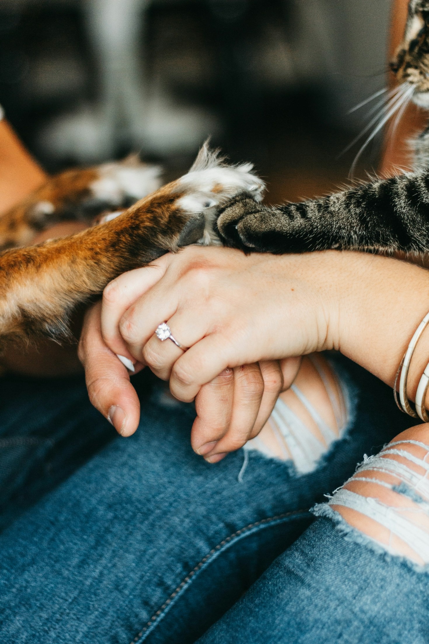 10 Tips for First-Time Dog Owners