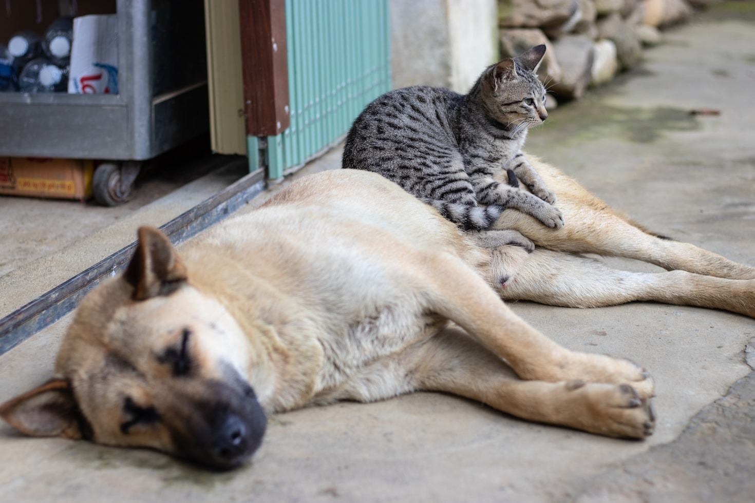 How to Create a Happy Home for Your Cat