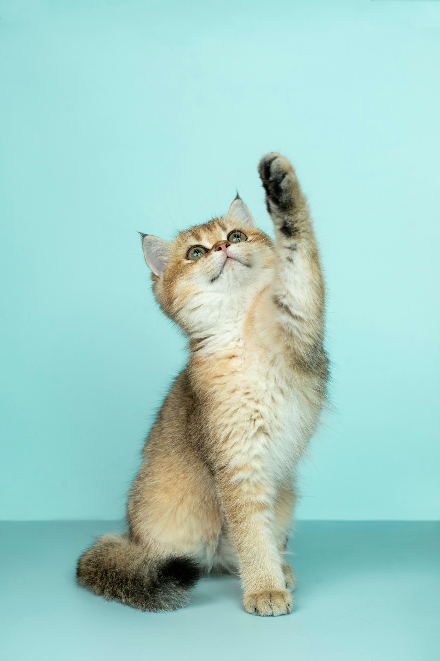 The Importance of Regular Veterinary Checkups