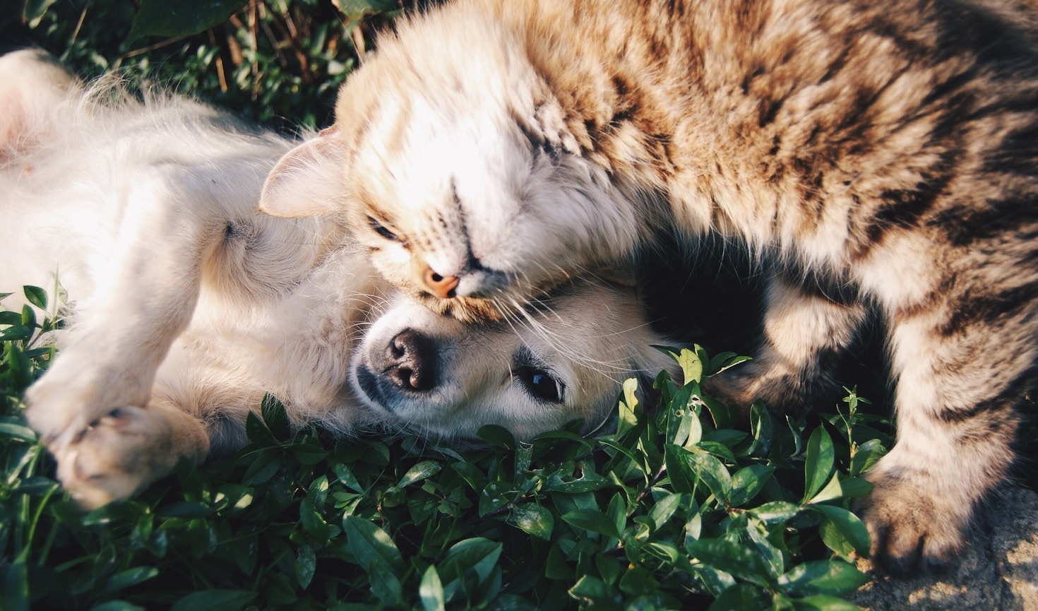 Understanding Your Pet’s Body Language