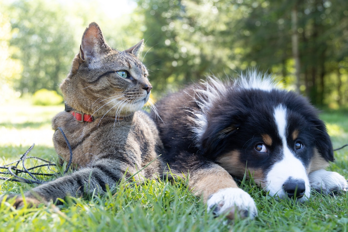 Best Practices for Feeding Your Pets