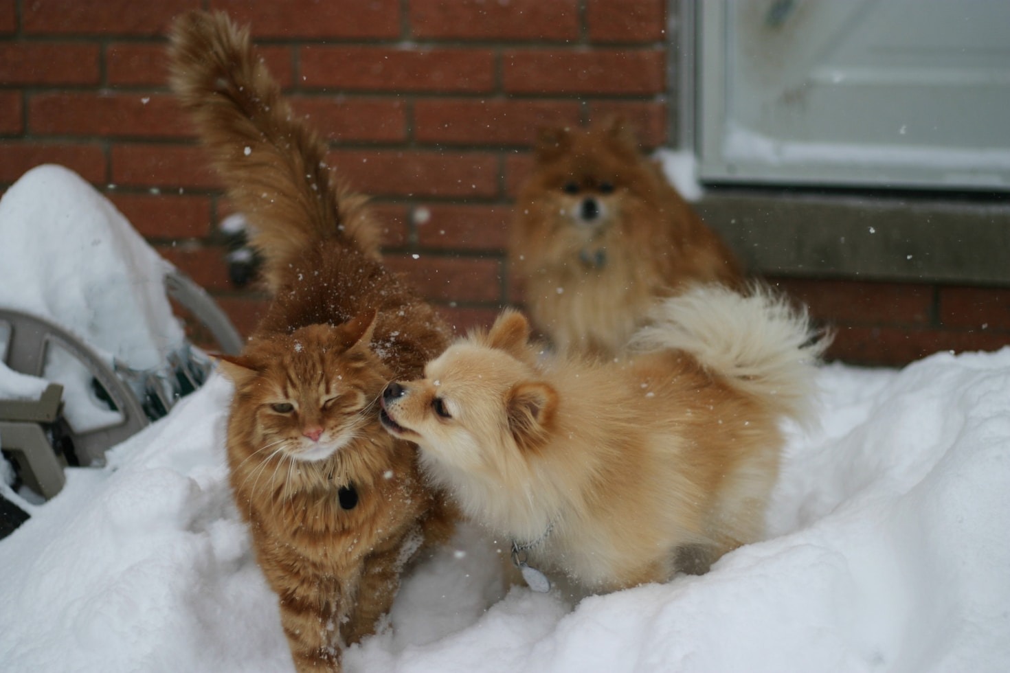 Top 5 Ways to Entertain Your Pets
