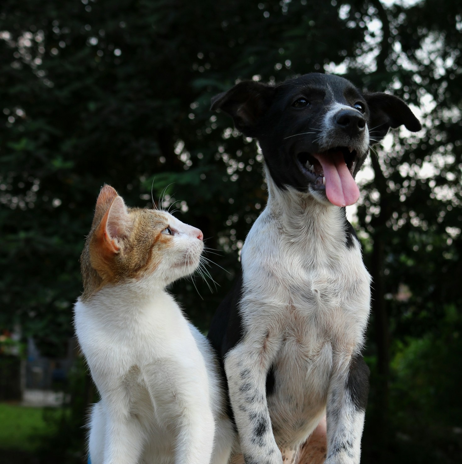 Dealing with Common Pet Behaviors