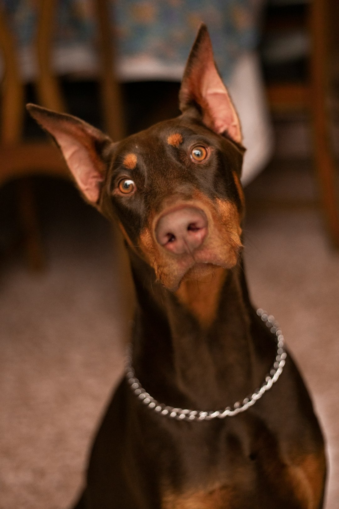 The Majestic Doberman: A Loyal and Intelligent Companion