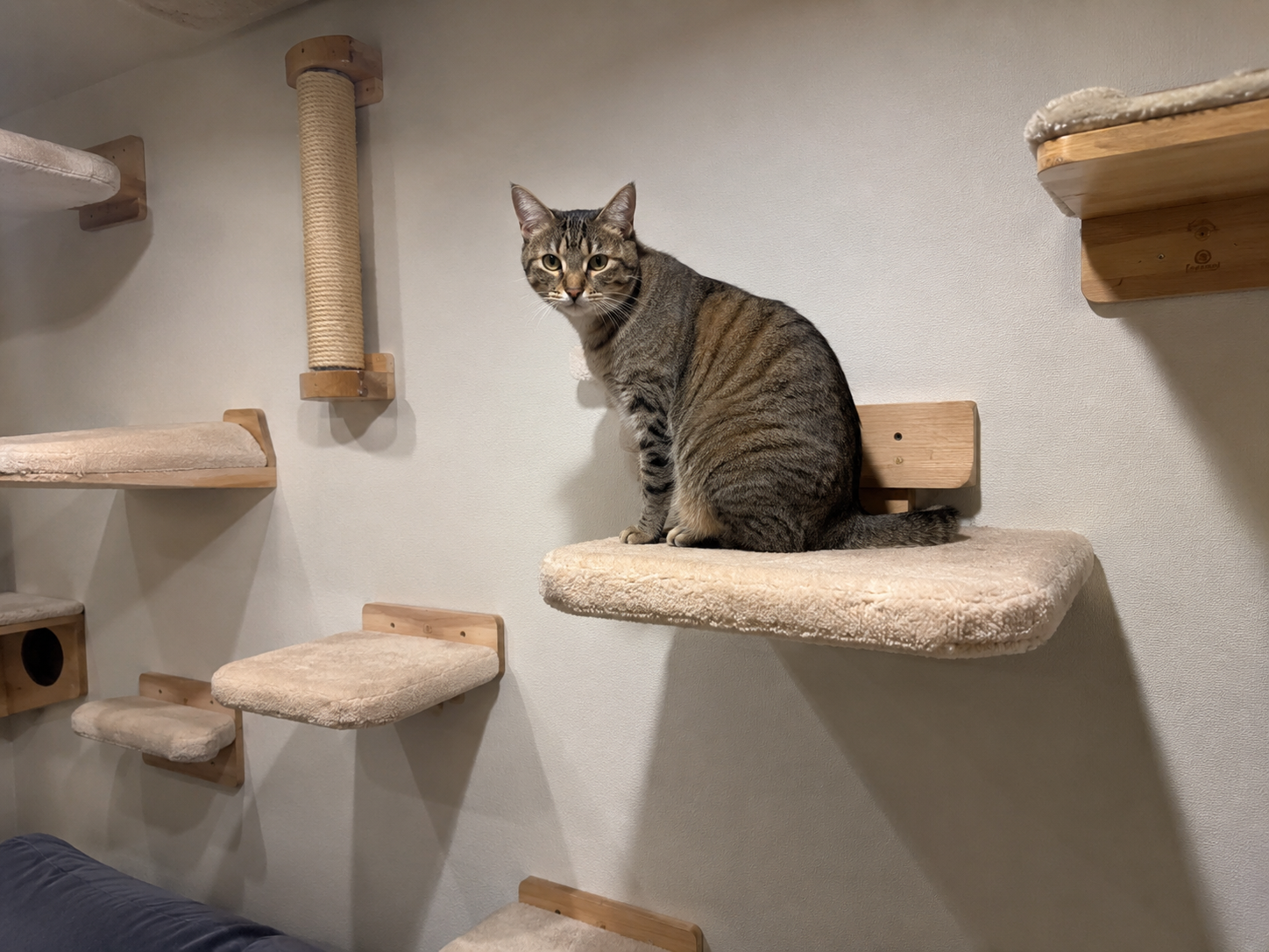 How to Create a DIY Cat Wall: Step-by-Step Climbing Shelves